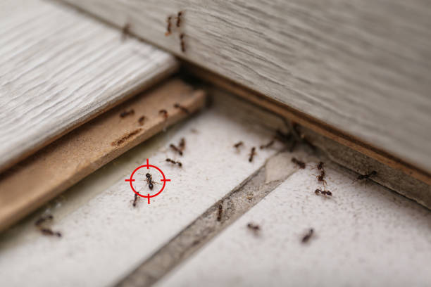 Best Local Pest Control Services  in Elk Creek, KY